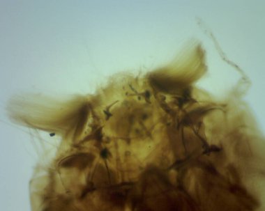 Sivrisinek Larva Baş Çapraz Bölümü için Detaylı Tarihsel Anahtar Kelimeler