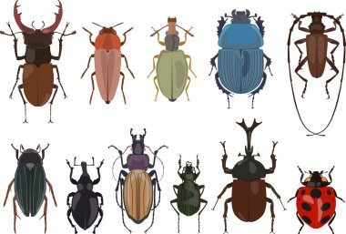 Set of different types of bugs and beetles isolated on white background in flat style. Vector illustration.