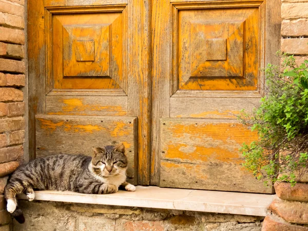 Schlafende Katze Vor Der Tür Stockfoto