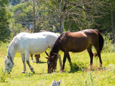 mutlu at yeşil alanlarında otlatma