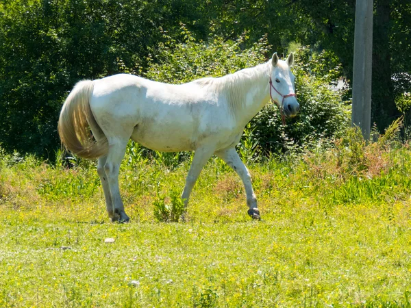 mutlu at yeşil alanlarında otlatma
