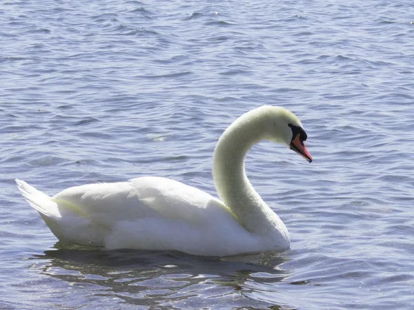 Cisne blanco en el agua —  Fotos de Stock