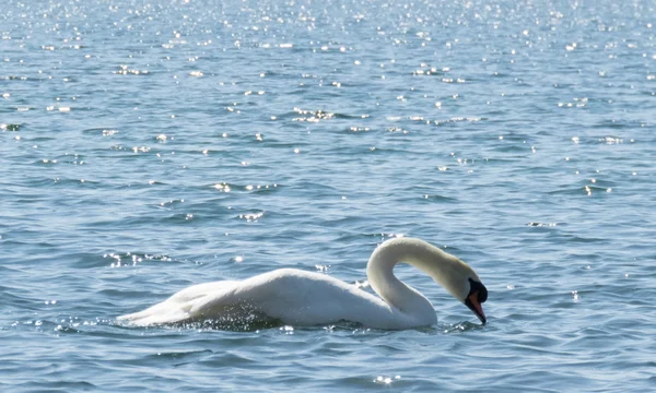 Cisne blanco en el agua —  Fotos de Stock