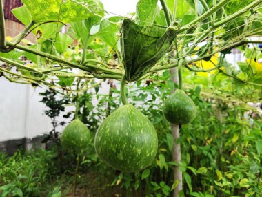 Sürdürülebilir Çiftlikten toplanan Taze Organik Şişe Kabağı