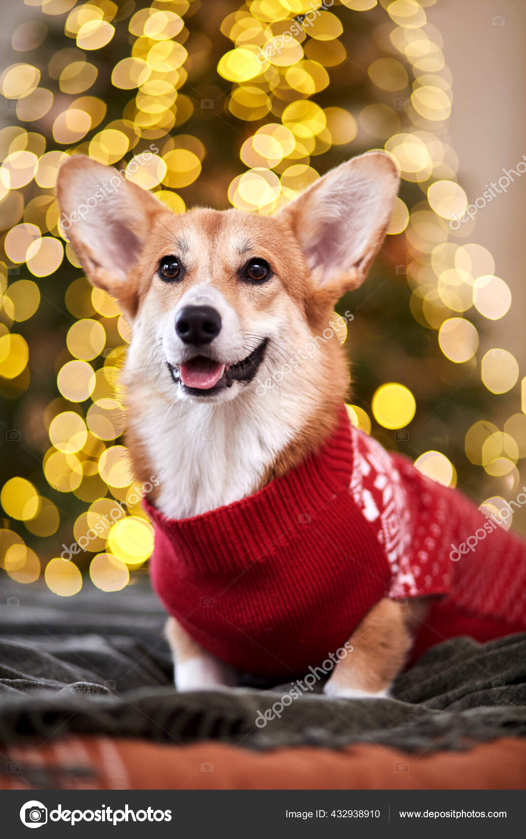Adorable Welsh Corgi Pembroke Red Knitted Sweater Celebrating - Main Image