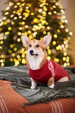 Güzel Galli Corgi Pembroke kırmızı örgü süveter içinde Mutlu yıllar ve mutlu Noeller kutluyor. 