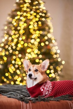 Güzel Galli Corgi Pembroke kırmızı örgü süveter içinde Mutlu yıllar ve mutlu Noeller kutluyor. 