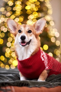 Güzel Galli Corgi Pembroke kırmızı örgü süveter içinde Mutlu yıllar ve mutlu Noeller kutluyor. 