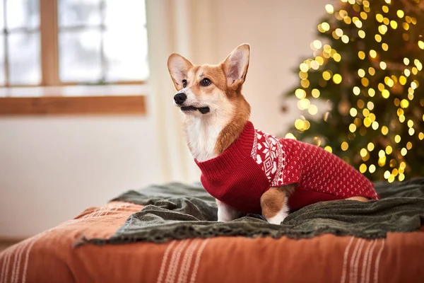 Adorable Welsh Corgi Pembroke Red Knitted Sweater Celebrating Happy New — Stock Photo, Image