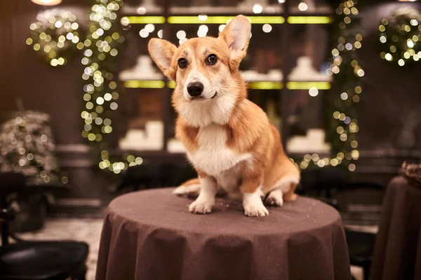 Adorabile Cucciolo Gallese Corgi Pembroke Festeggia Felice Anno Nuovo Buon — Foto Stock