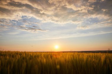 Olgun çavdar tarlaları ve mavi yaz gökyüzü ile güzel bir manzara.