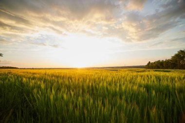 Olgun çavdar tarlaları ve mavi yaz gökyüzü ile güzel bir manzara.