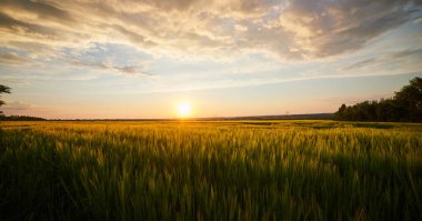 Olgun çavdar tarlaları ve mavi yaz gökyüzü ile güzel bir manzara.