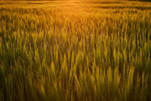 熟したライ麦と青い夏の空のフィールドと美しい風景 — ストック写真