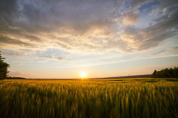 Beautiful Landscape Field Ripe Rye Blue Summer Sky — Stock Photo, Image