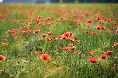 Çiçekli kırmızı gelincikler tarlada yetişir. Bulanık arkaplan