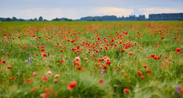 Las Amapolas Rojas Plena Floración Crecen Campo Fondo Borroso — Foto de Stock