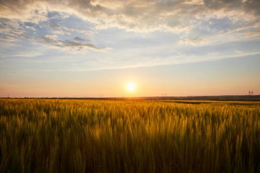 Olgun çavdar tarlaları ve mavi yaz gökyüzü ile güzel bir manzara.
