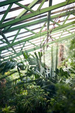 Seranın çatısında egzotik ağaçlar ve bitkiler. Botanik bahçesindeki termofilik bitkilerin iklimini korumak. Güzel bahar arkaplanı.