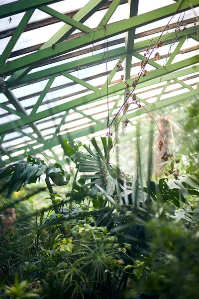 Seranın çatısında egzotik ağaçlar ve bitkiler. Botanik bahçesindeki termofilik bitkilerin iklimini korumak. Güzel bahar arkaplanı.