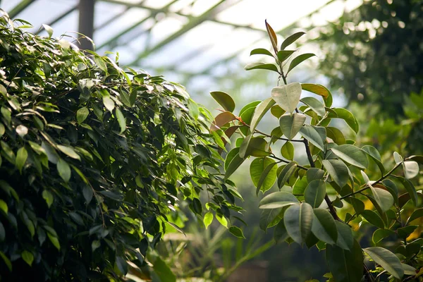 Los Árboles Exóticos Las Plantas Bajo Techo Invernadero Mantener Clima —  Fotos de Stock