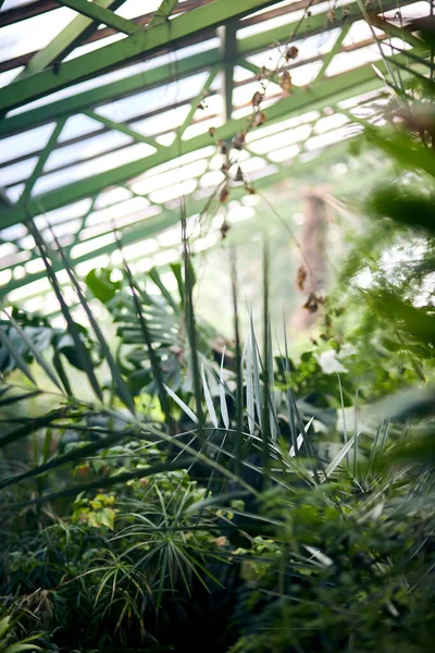 Exotische Bäume Und Pflanzen Unter Einem Dach Einem Gewächshaus Erhaltung — Stockfoto