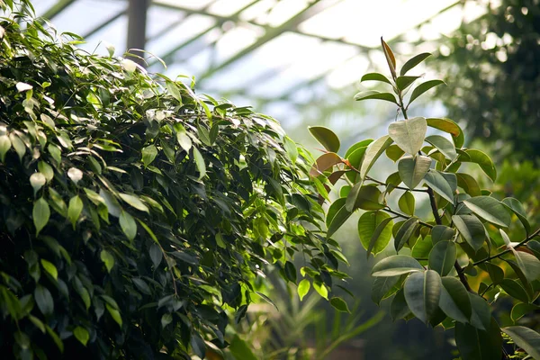 Los Árboles Exóticos Las Plantas Bajo Techo Invernadero Mantener Clima —  Fotos de Stock