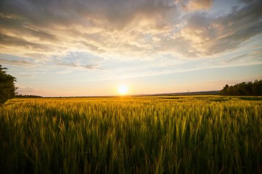 Olgun çavdar tarlaları ve mavi yaz gökyüzü ile güzel bir manzara.