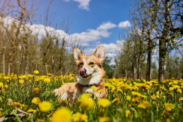 Happy Welsh Corgi Pembroke Dog Sitting Yellow Dandelions Field Grass — Stock Photo, Image