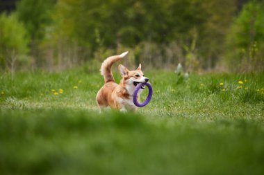 Mutlu Galler Corgi Pembroke köpek İlkbahar Parkı 'nda Puller ile oynuyor
