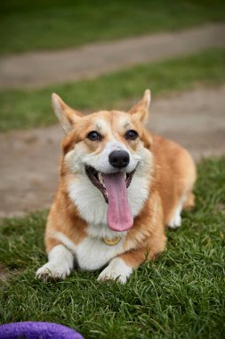 Mutlu Galler Corgi Pembroke köpek İlkbahar Parkı 'nda Puller ile oynuyor