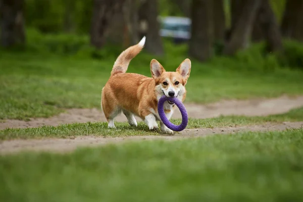 快乐的威尔士科吉彭布罗克犬在春天的公园里与拉拉队玩耍 — 图库照片