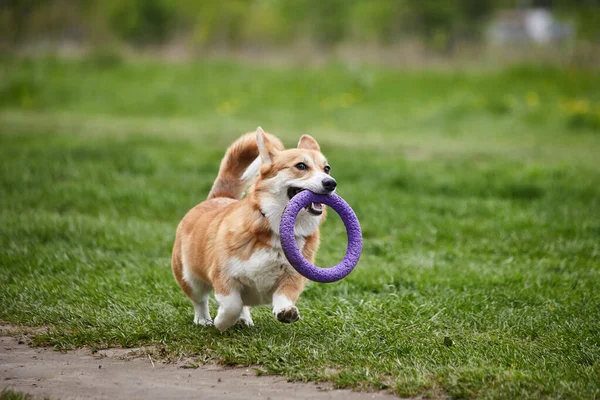 Feliz Galés Corgi Pembroke Perro Jugando Con Tirador Parque Primavera —  Fotos de Stock