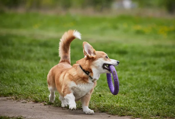 Happy Welsh Corgi Pembroke Chien Jouer Avec Extracteur Dans Parc — Photo