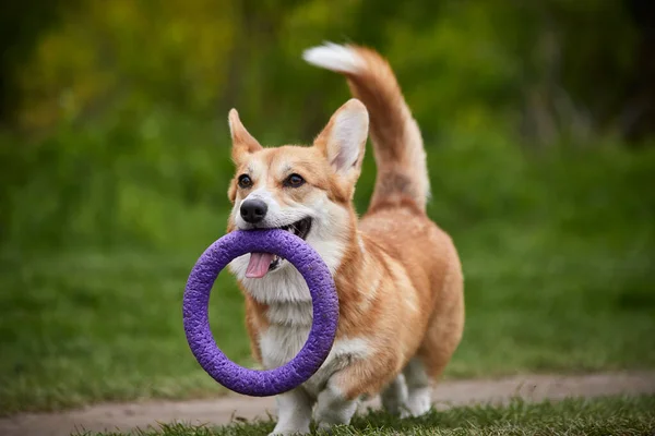 Happy Welsh Corgi Pembroke Anjing Bermain Dengan Penarik Taman Musim — Stok Foto