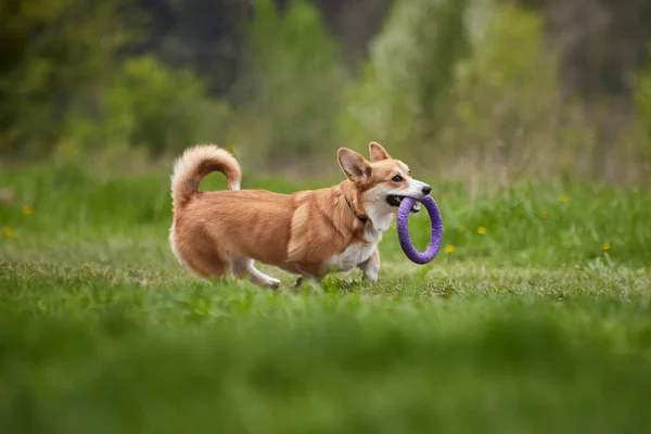 Feliz Galés Corgi Pembroke Perro Jugando Con Tirador Parque Primavera — Foto de Stock