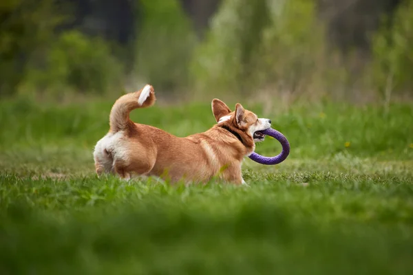 Happy Welsh Corgi Pembroke Chien Jouer Avec Extracteur Dans Parc — Photo