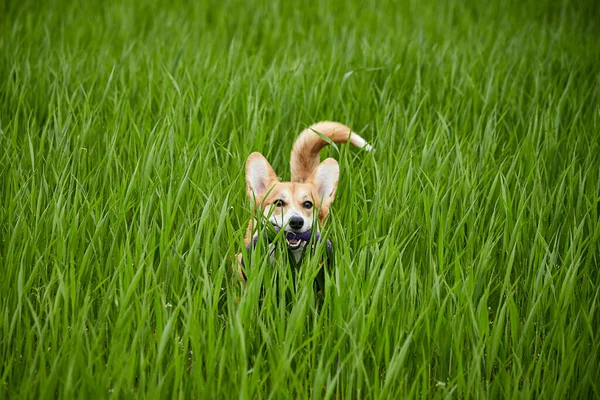Happy Welsh Corgi Pembroke Pies Bawi Się Ściągaczem Polu Wiosny — Zdjęcie stockowe