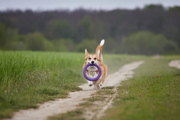 Happy Welsh Corgi Pembroke Chien Jouer Avec Extracteur Dans Champ — Photo