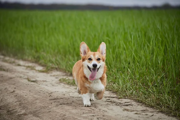 Happy Welsh Corgi Pembroke Pies Gra Polu Wiosna — Zdjęcie stockowe