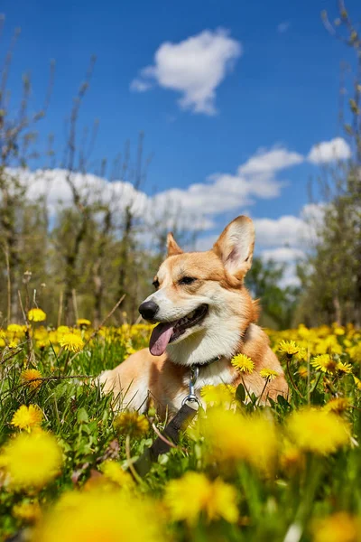 Happy Welsh Corgi Pembroke Dog Sitting Yellow Dandelions Field Grass — Stock Photo, Image