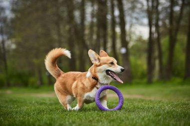 Mutlu Galler Corgi Pembroke köpek İlkbahar Parkı 'nda Puller ile oynuyor