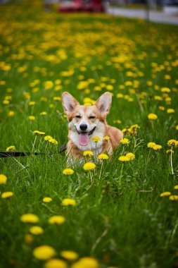 Mutlu Galler Corgi Pembroke köpeği Sarı karahindiba tarlasında oturmuş baharda gülümsüyor