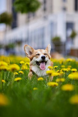 Mutlu Galler Corgi Pembroke köpeği Sarı karahindiba tarlasında oturmuş baharda gülümsüyor