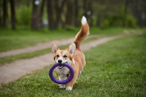 Feliz Galês Corgi Pembroke Cão Brincando Com Extrator Parque Primavera — Fotografia de Stock