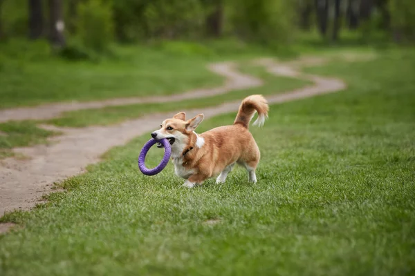 Happy Welsh Corgi Pembroke Anjing Bermain Dengan Penarik Taman Musim — Stok Foto