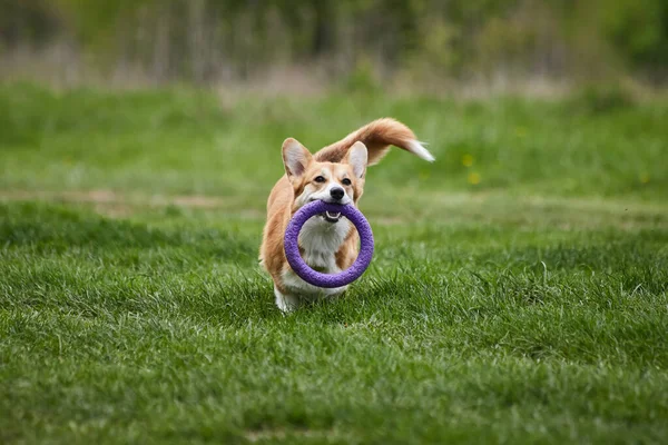 Счастливая Валлийская Собака Корджи Пемброу Играет Пулеметом Весеннем Парке — стоковое фото