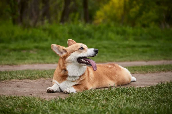 Gelukkig Welsh Corgi Pembroke Hond Spelen Met Puller Het Voorjaar — Stockfoto