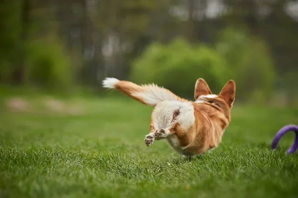 Feliz Galês Corgi Pembroke Cão Brincando Com Extrator Parque Primavera — Fotografia de Stock