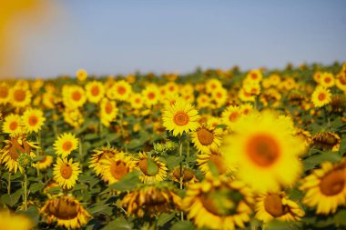 Mavi gökyüzüne karşı çiçek açan sarı ayçiçekleri olan tarım arazisi